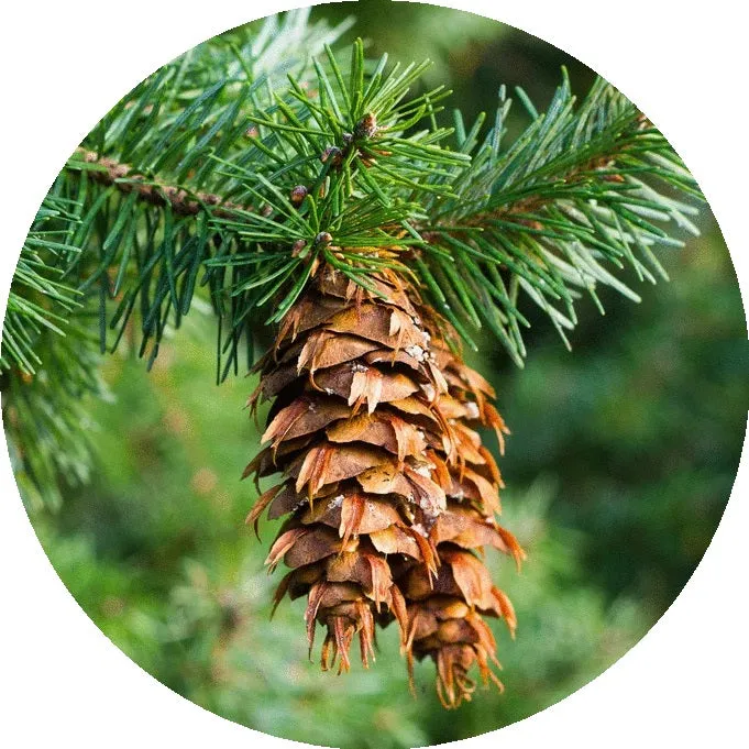 LIVING LIBATIONS - Douglas Fir Essential Oil