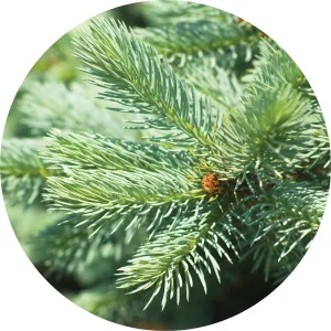 LIVING LIBATIONS - Silver Fir Essential Oil